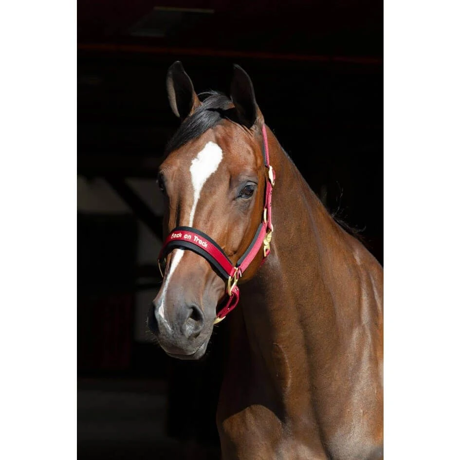 Back On Track Licol Werano Bordeaux Cob 4 Back On Track Licol Werano Bordeaux Cob – Image 2