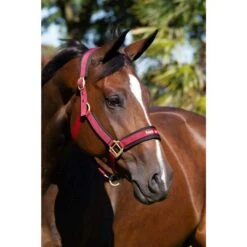 Back On Track Licol Werano Bordeaux Cob 7 Back On Track Licol Werano Bordeaux Cob -Animalerie back on track licol werano bordeaux la compagnie des animaux 3 1