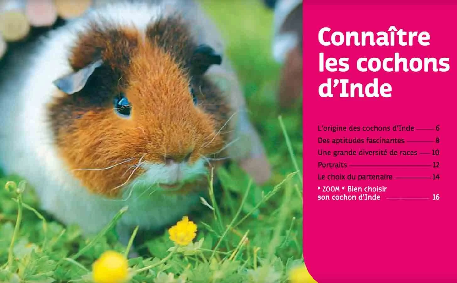 Livre - Cochons D'Inde 4 Livre - Cochons D'Inde – Image 2