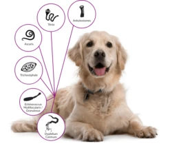 Drontal P XL Vermifuge Chien Gout Viande 2 Cps 7 Drontal P XL Vermifuge Chien Gout Viande 2 Cps -Animalerie drontal chien