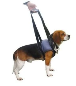 Harnais Handy Canis Pattes Avants L 9 Harnais Handy Canis Pattes Avants L -Animalerie handycanis avant 1 2