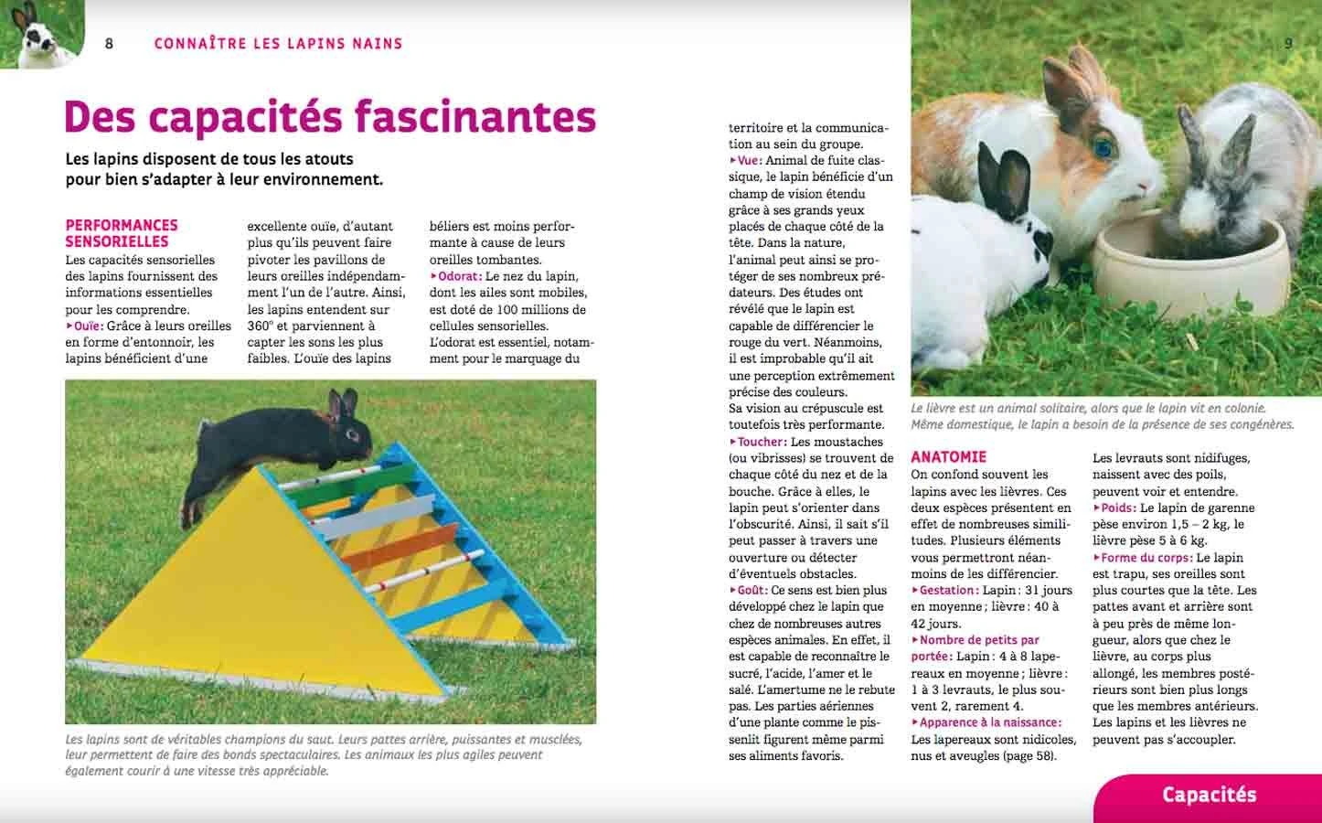 Livre - Lapins Nains 4 Livre - Lapins Nains – Image 2