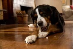 Prozym RF2 Sticks Chiens L +25 Kg -Animalerie prozym rf2 sticks chiens l 25 kg 1