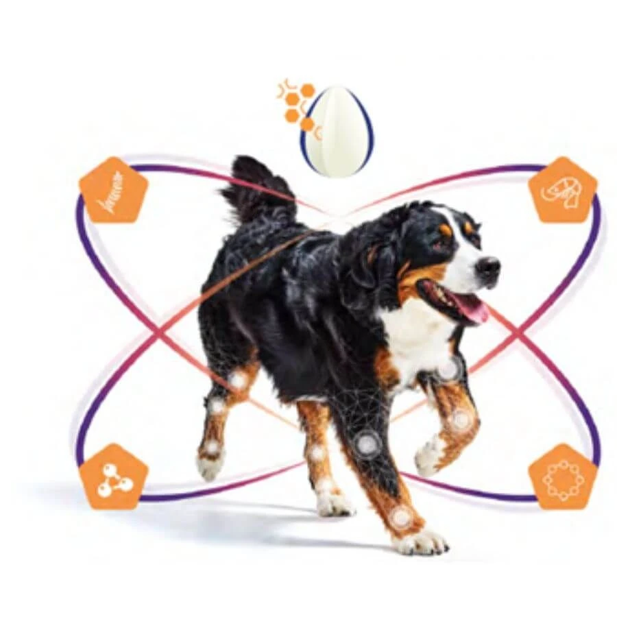 Virbac Movoflex Chien S 6 Virbac Movoflex Chien S – Image 4