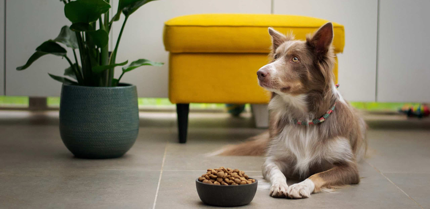 Animalerie -Animalerie 1